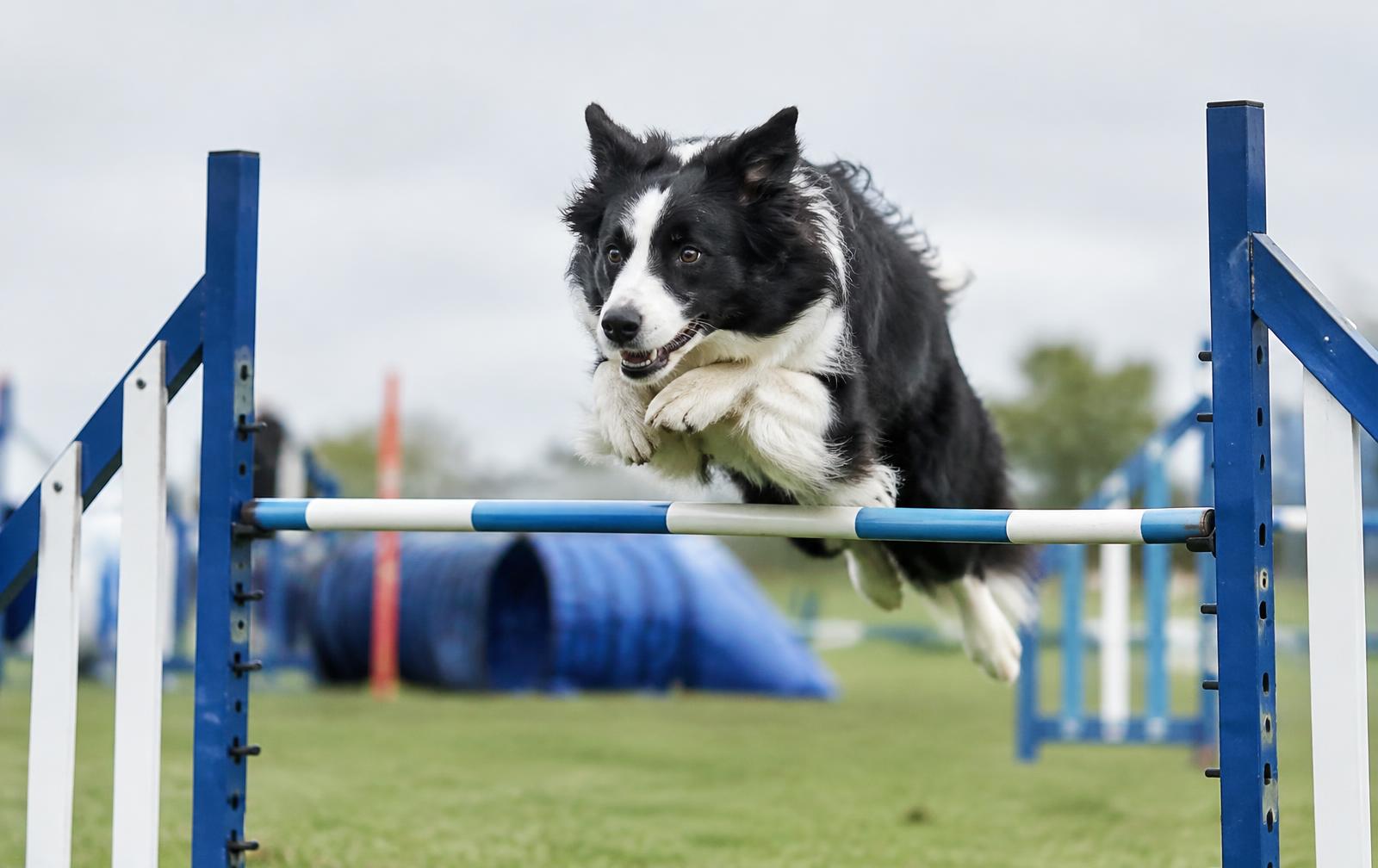 Border Collie jumping an agility hurdle