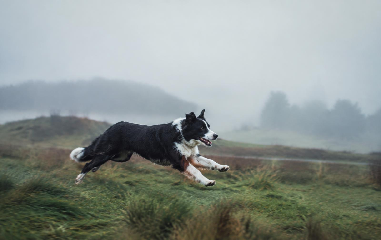 Border collie sprinting across a misty green field