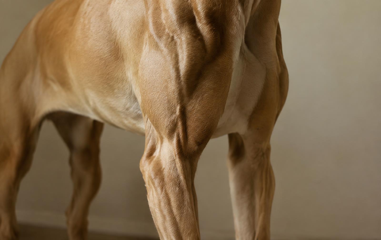 Close-up of a lean dog's shoulder and foreleg muscles