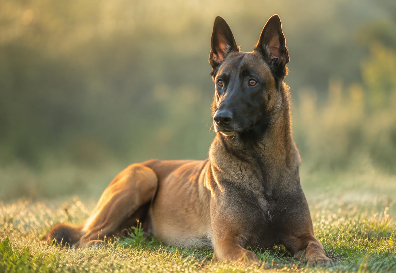 Belgian Malinois resting on grass in morning light